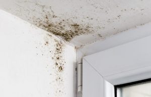 hình ảnh nhà mốc thấm